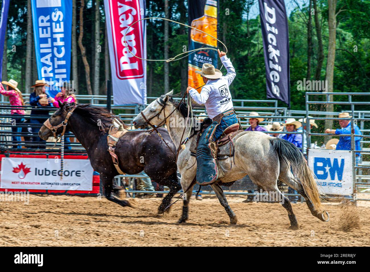 Canada Rodeo. ERIN ONTARIO RAM RODEO - il 22-23 luglio a Erin, Ontario, ha avuto luogo una competizione tipo rodeo. Cavalcare cavalli e tori. Slalom dei cavalli. Foto Stock