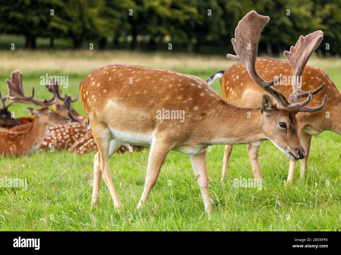 Cervo "Dama dama", con grandi palchi ricoperti di velluto, prato verde. Phoenix Park, Dublino, Irlanda Foto Stock