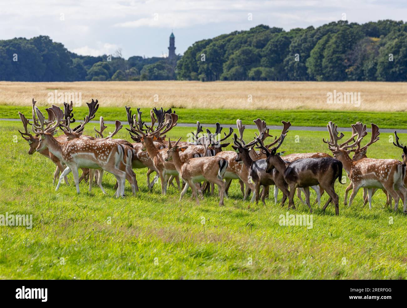 Cervo cervo con grandi palchi che corrono in prato nel Phoenix Park. Mandria di mammiferi selvatici maschi "Dama dama". Dublino, Irlanda Foto Stock