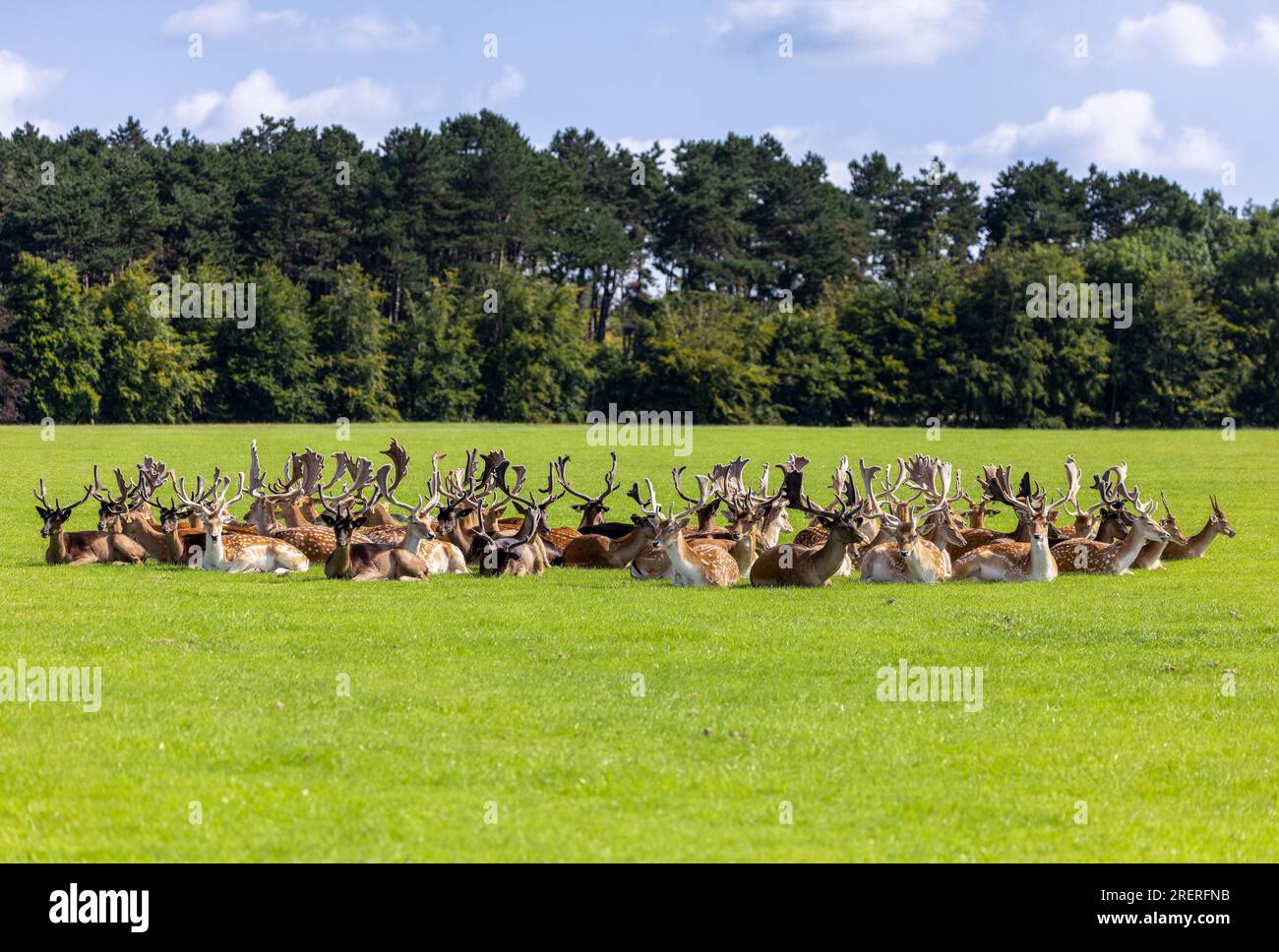 Mandria di cervi a riposo "Dama dama" seduto sull'erba in cerchio. Tutti dollari maschi con magnifiche corna. Phoenix Park, Dublino, Irlanda Foto Stock