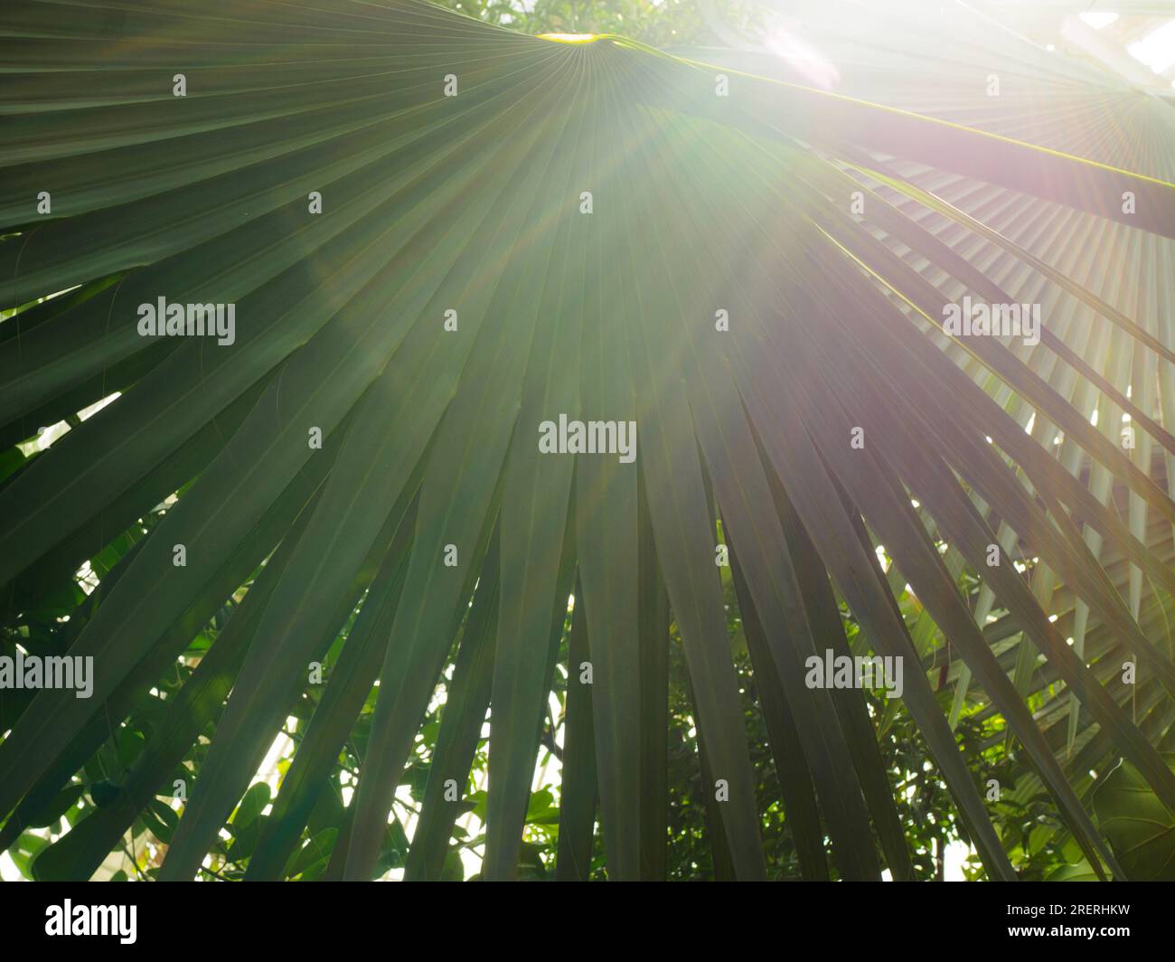 Effetto della luce solare su una palma a ventaglio ai Kew Gardens Foto Stock