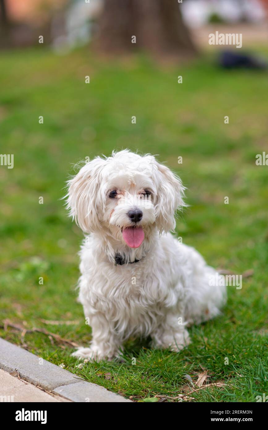 Un cane maltese allegro e simpatico, cucciolo bianco in giardino, giocoso, affettuoso, vivace, intelligente e carino, un eccellente membro della famiglia peloso Foto Stock