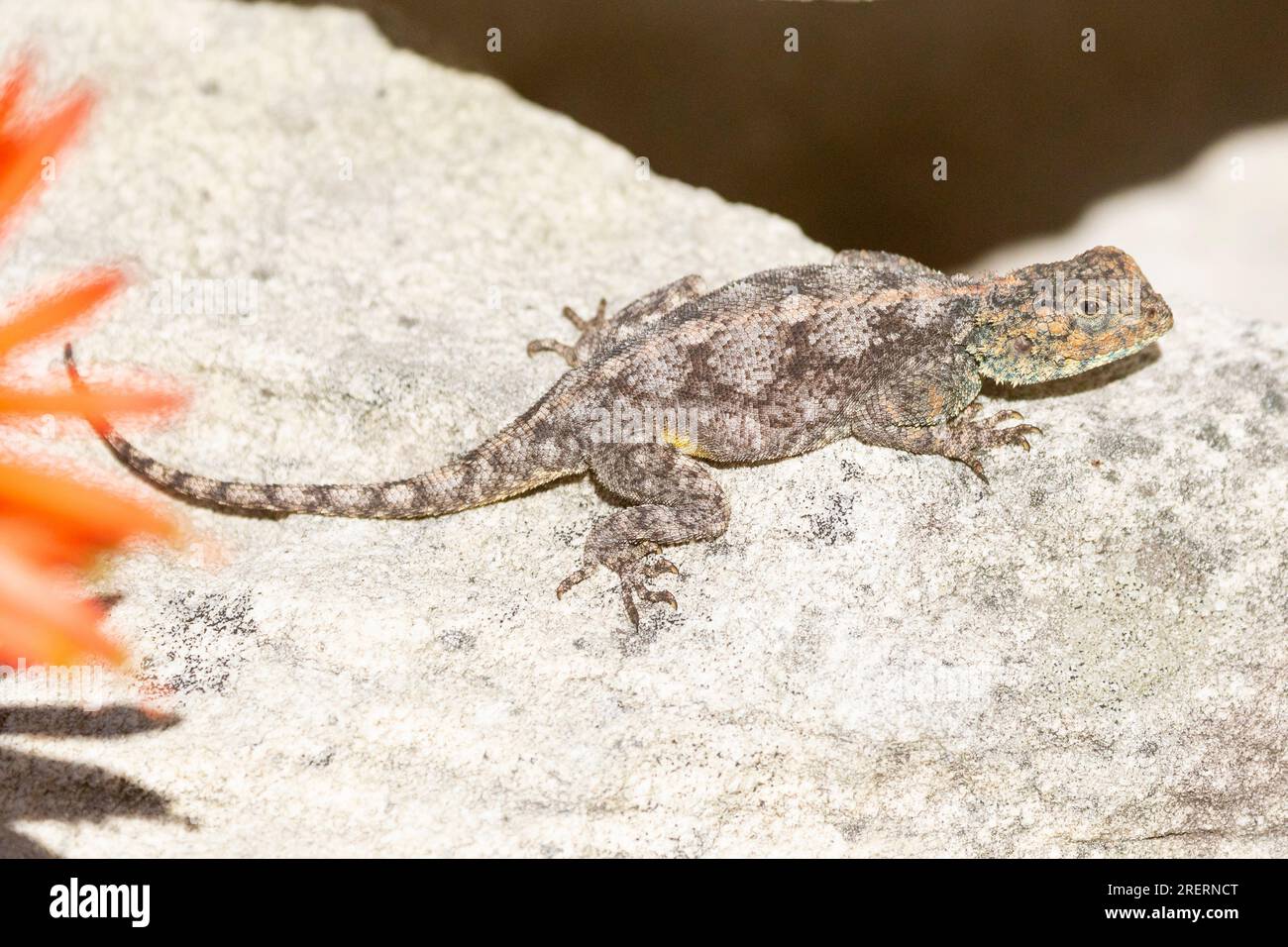 African Rock Agama o Southern Rock Agama (Agama atra), Rooi Els, Rooiels, Rooi-Els, Western Cape South Africa Foto Stock
