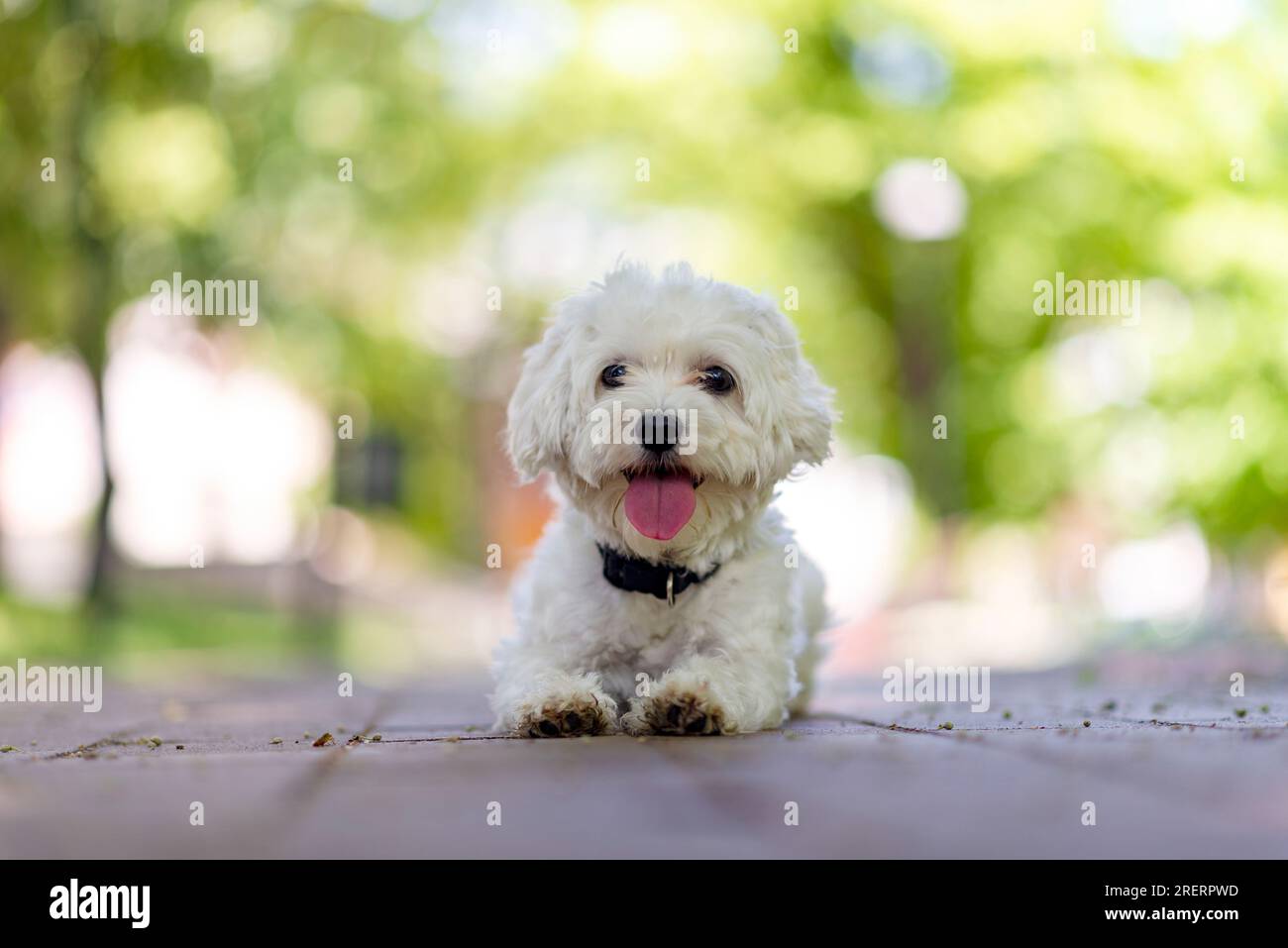 Un cane maltese allegro e simpatico, cucciolo bianco in giardino, giocoso, affettuoso, vivace, intelligente e carino, un eccellente membro della famiglia peloso Foto Stock