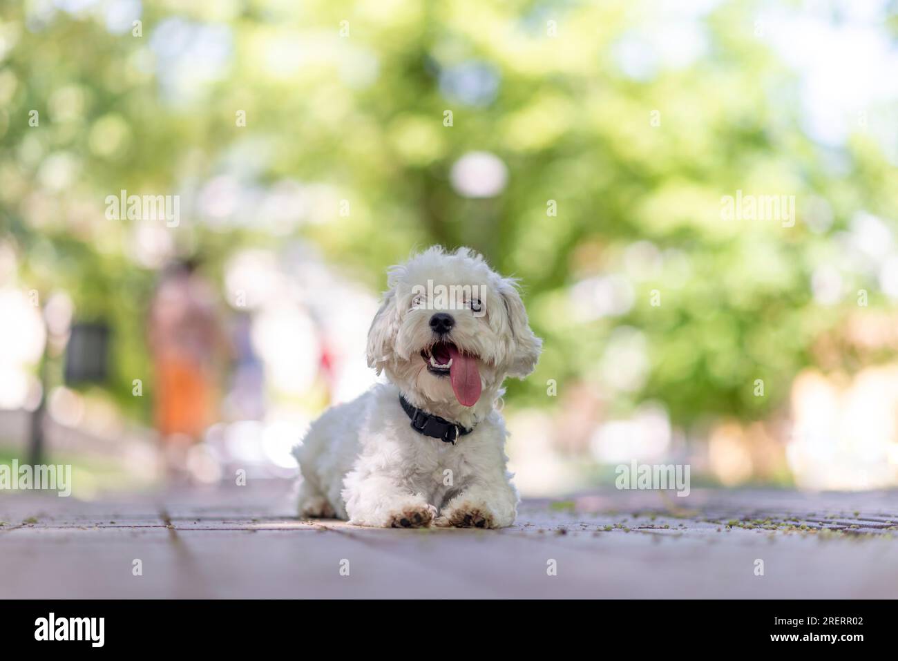 Un cane maltese allegro e simpatico, cucciolo bianco in giardino, giocoso, affettuoso, vivace, intelligente e carino, un eccellente membro della famiglia peloso Foto Stock