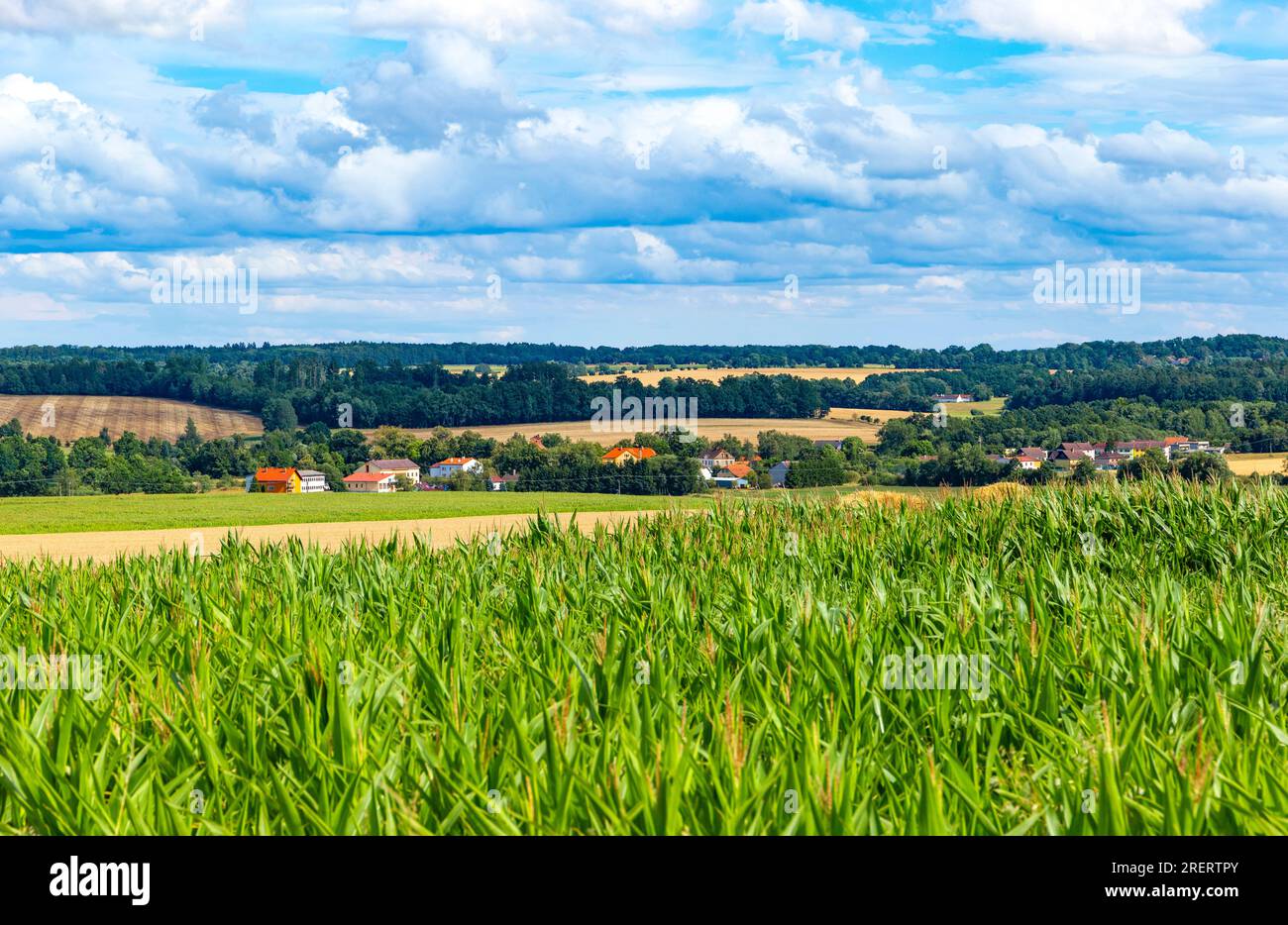 Paesaggio rurale estivo con campi di grano e foreste Foto Stock