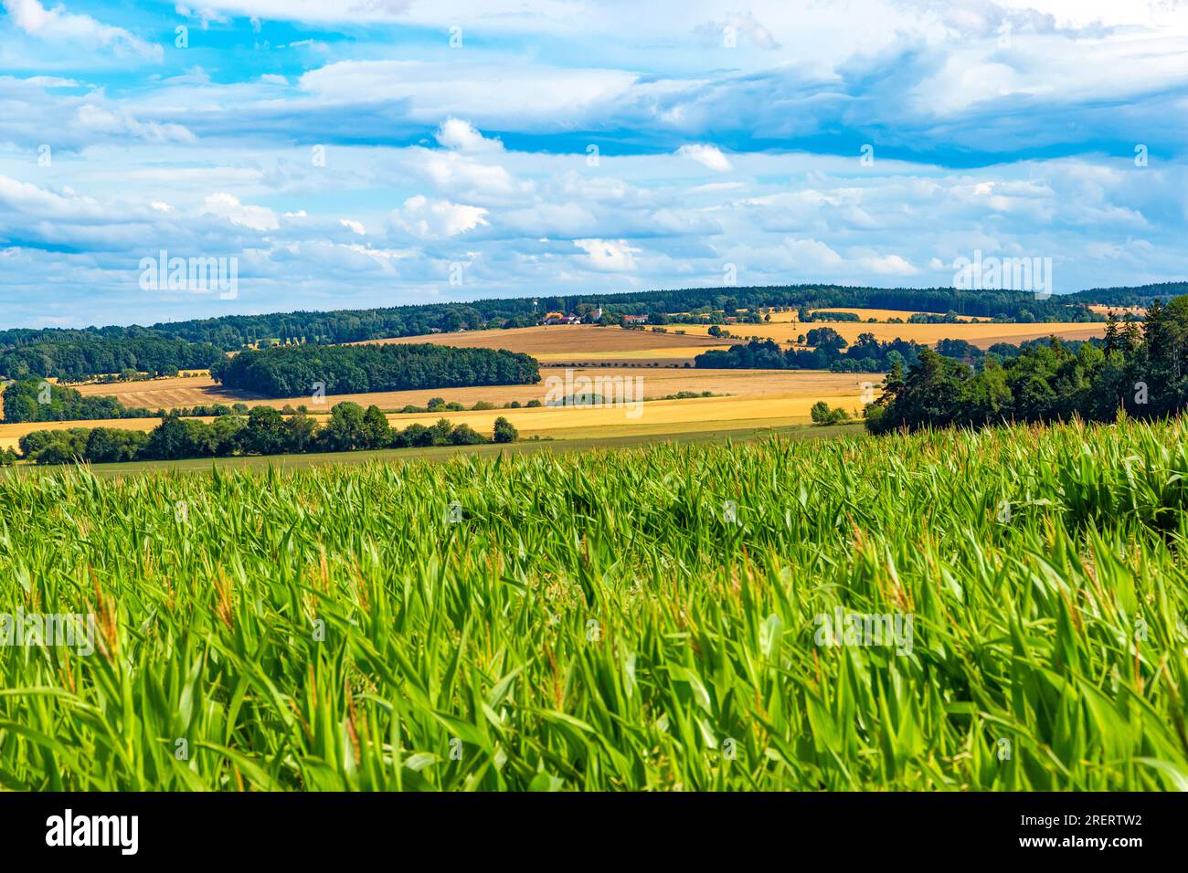 Paesaggio rurale estivo con campi di grano e foreste Foto Stock