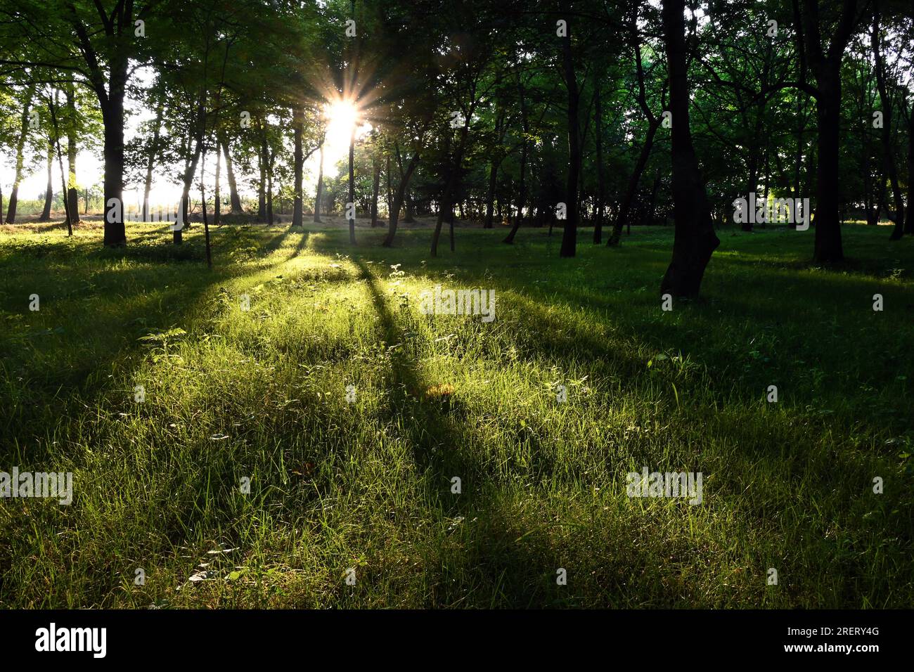 La luce del sole scorre attraverso gli alberi su una lussureggiante erba verde in un tranquillo bosco subito dopo l'alba in estate Foto Stock