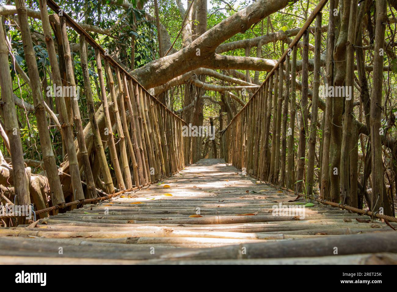 Ponte di legno che conduce attraverso alberi di mangrovie che crescono nel fiume Serepok presso il Centro Turistico buon Don nel Parco Nazionale Yok Don in Vietnam Foto Stock