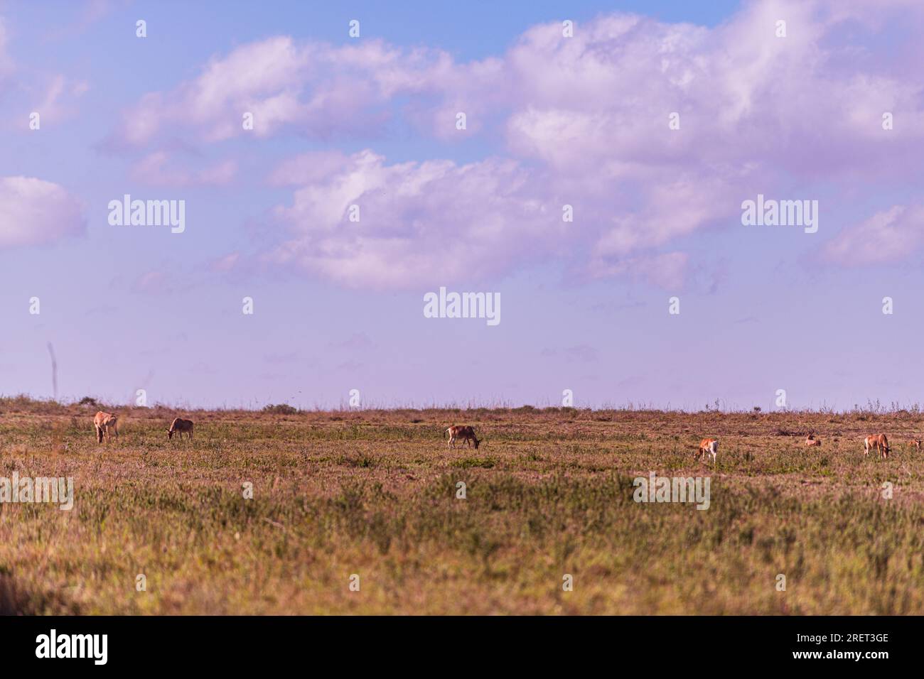 Il parco nazionale di Nairobi è un parco nazionale del Kenya istituito nel 1946 a circa 7 km a sud di Nairobi. È recintato su tre lati, mentre l'o Foto Stock