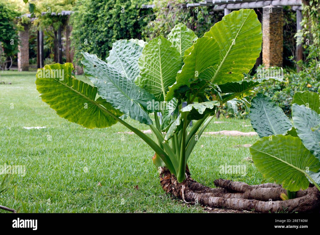 Ear Elephant Ear taro (Alocasia) spp Presenza di foglie: Asia Asia Africa Africa Foto Stock