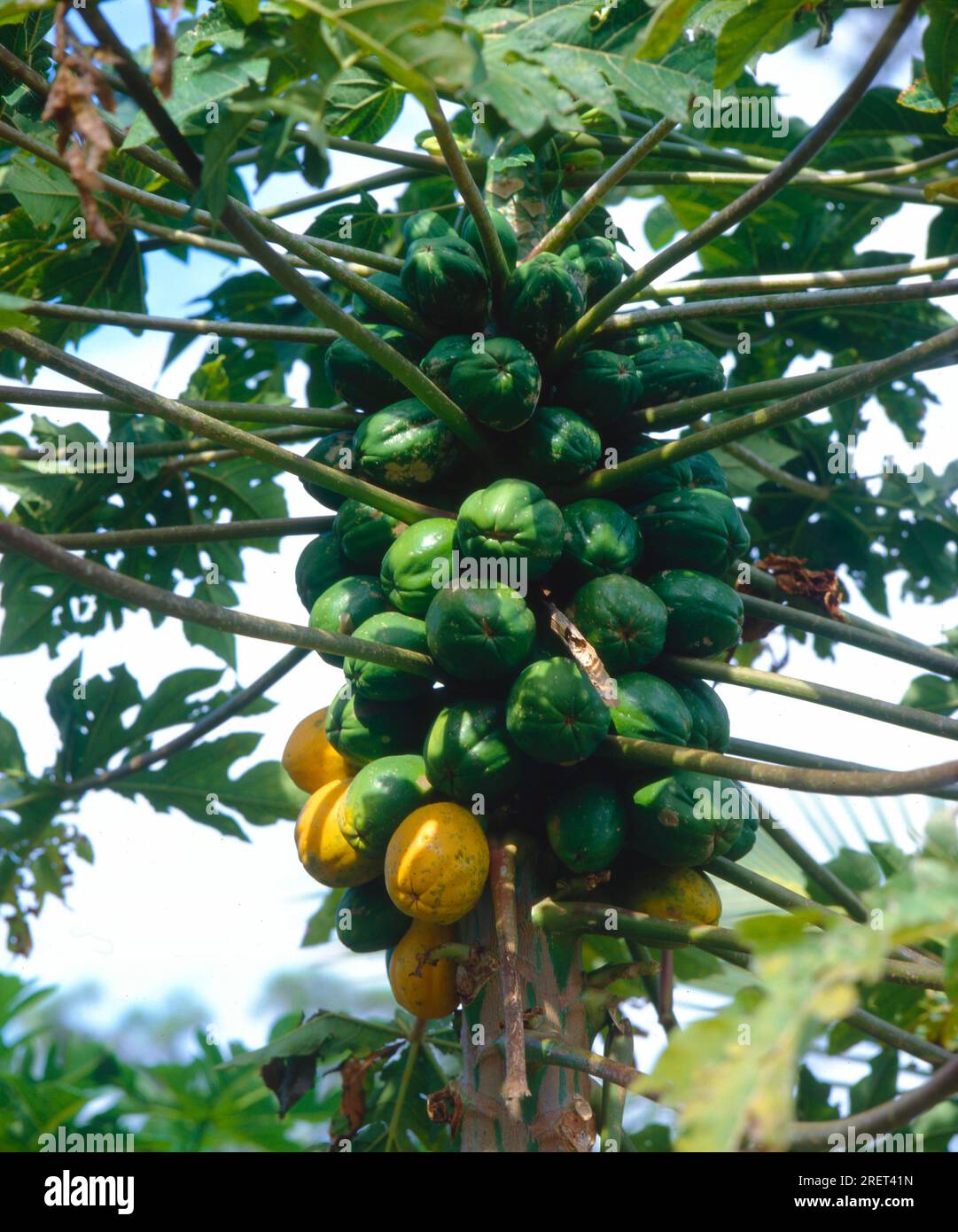 Pawpaw (carica papaya) melone, piantagione Foto Stock
