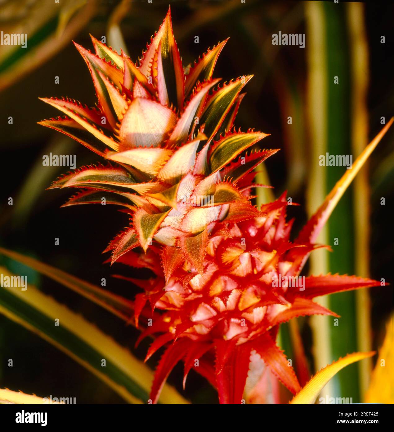 Ananas (Ananas comosus) infiorescenza Foto Stock