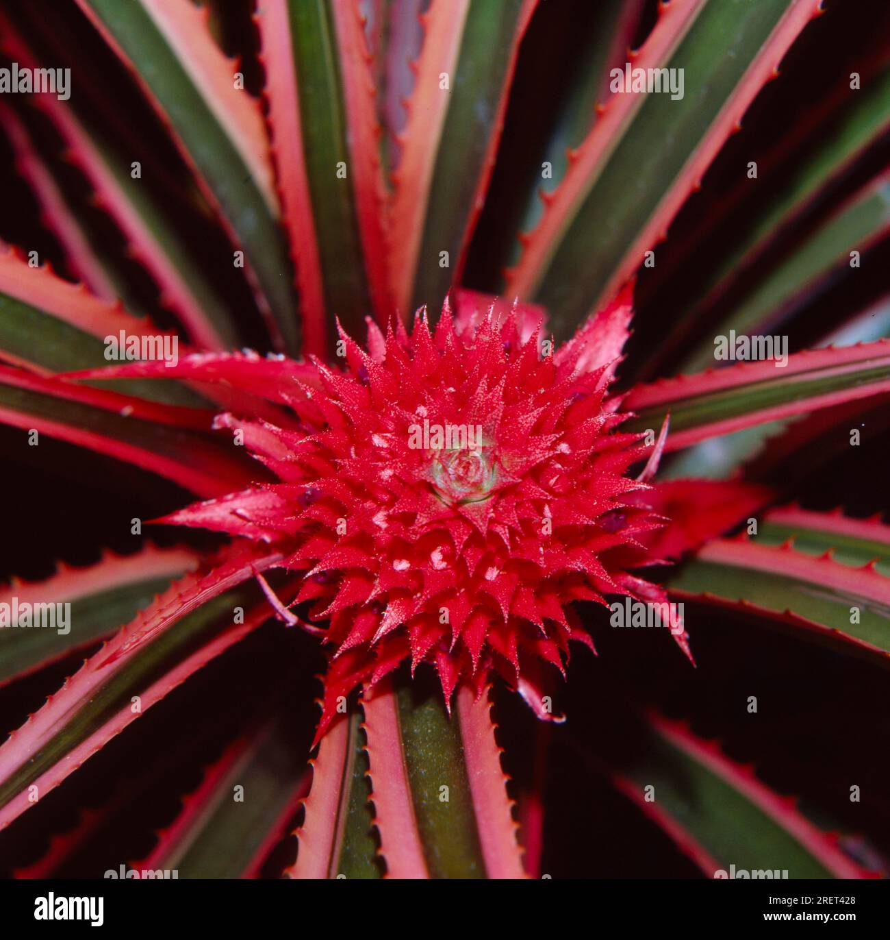 Ananas (Ananas comosus) infiorescenza Foto Stock