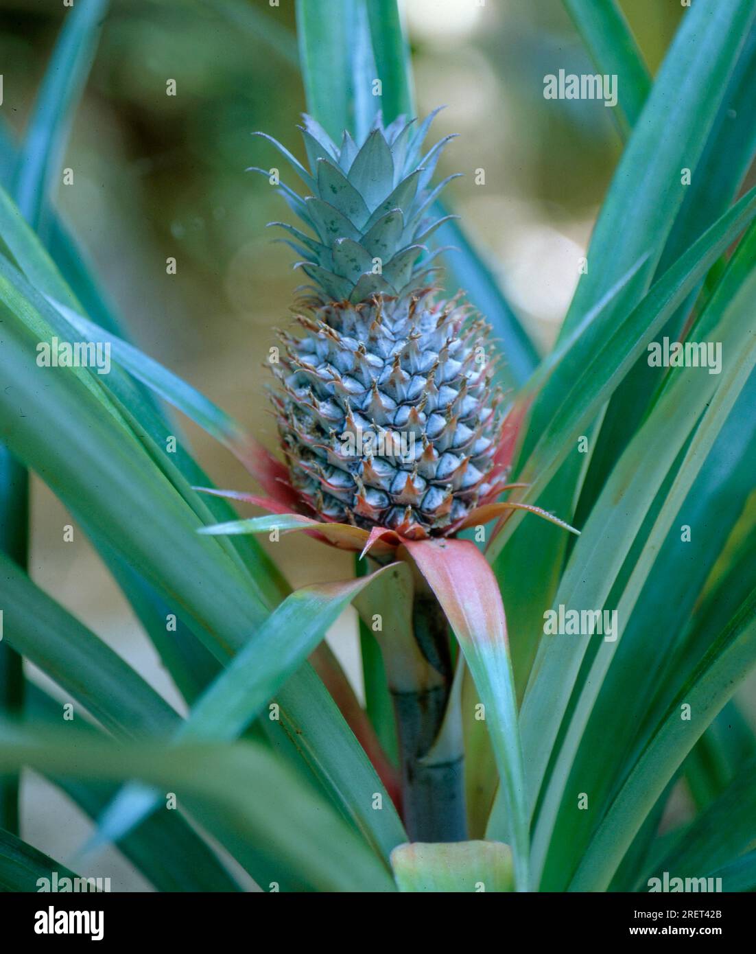 Ananas (Ananas comosus) infiorescenza Foto Stock