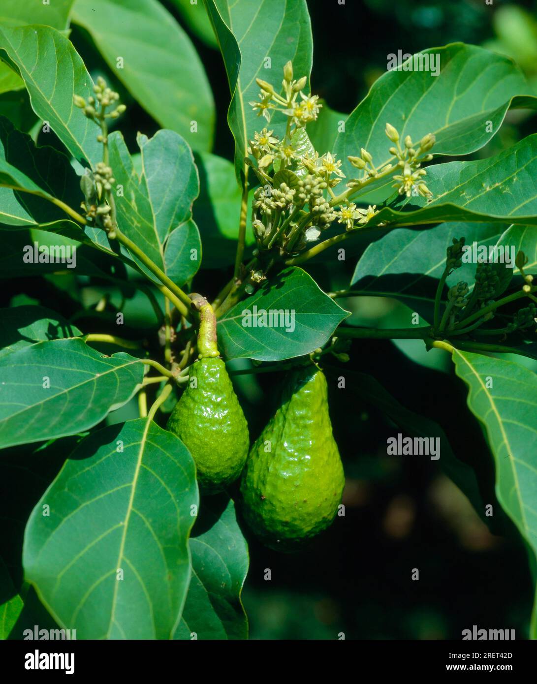 Avocado (Persea americana), grappolo di frutta Foto Stock