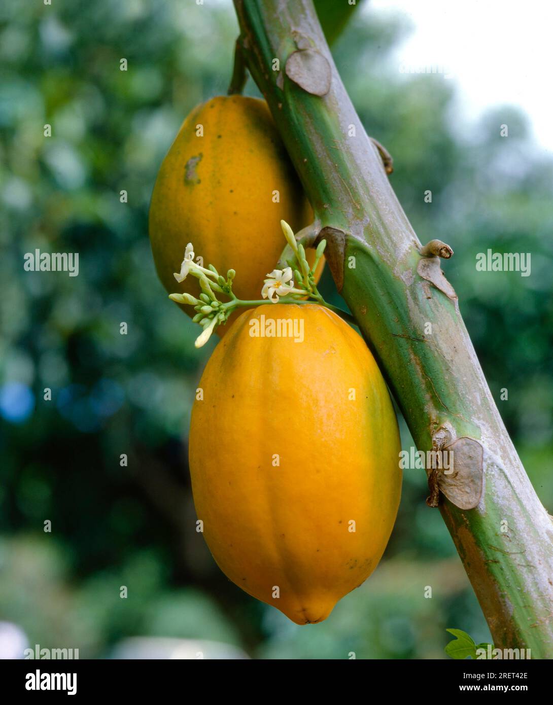 Pawpaw (carica papaya) melone, piantagione Foto Stock