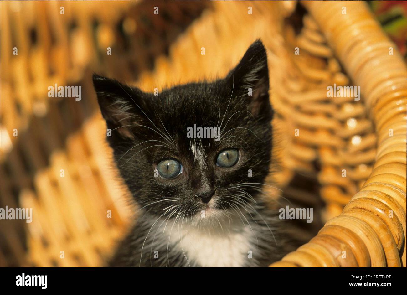 Giovane gattino domestico, bianco e nero seduto in un cestino di vimini Foto Stock