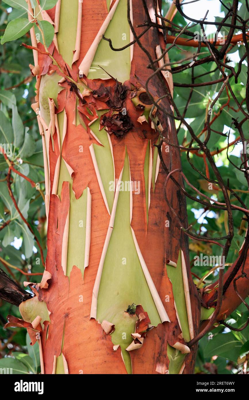 Albero di Madrona del Pacifico (Arbutus menziesii) Foto Stock