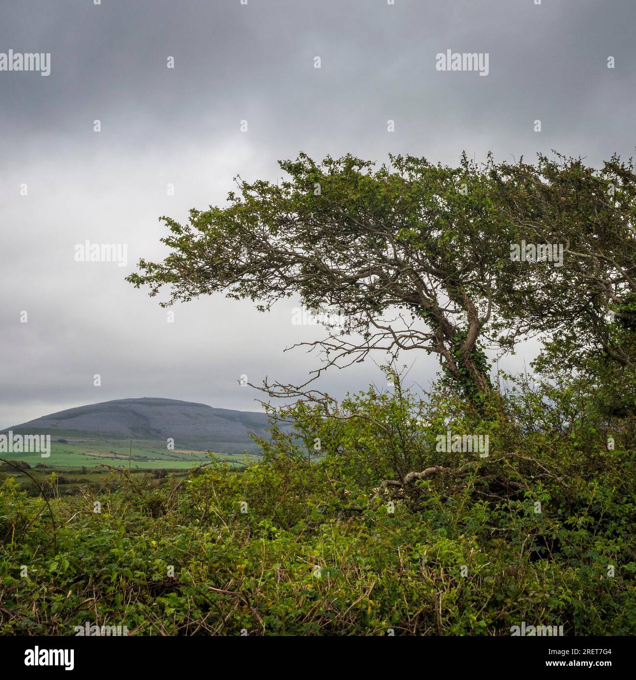 Il paesaggio di burren in irlanda Foto Stock