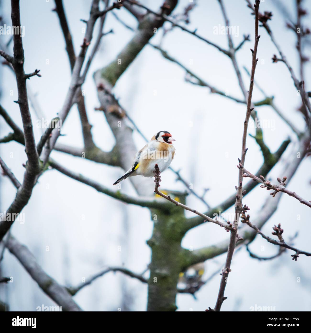 Goldfinch su un ramo di un albero nella fauna selvatica Foto Stock