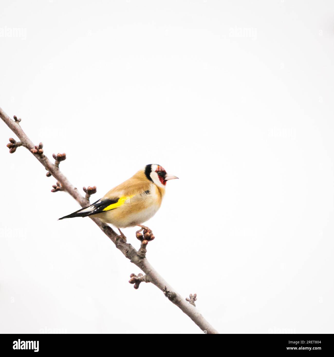 Goldfinch su un ramo di un albero nella fauna selvatica Foto Stock
