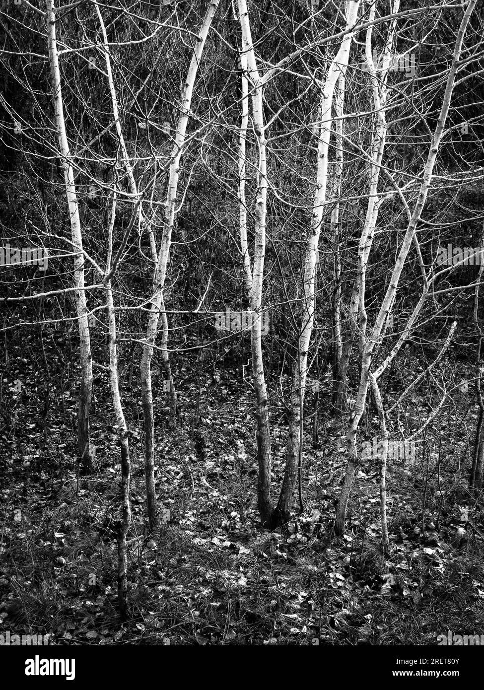 Blac kand alberi bianchi in una foresta Foto Stock
