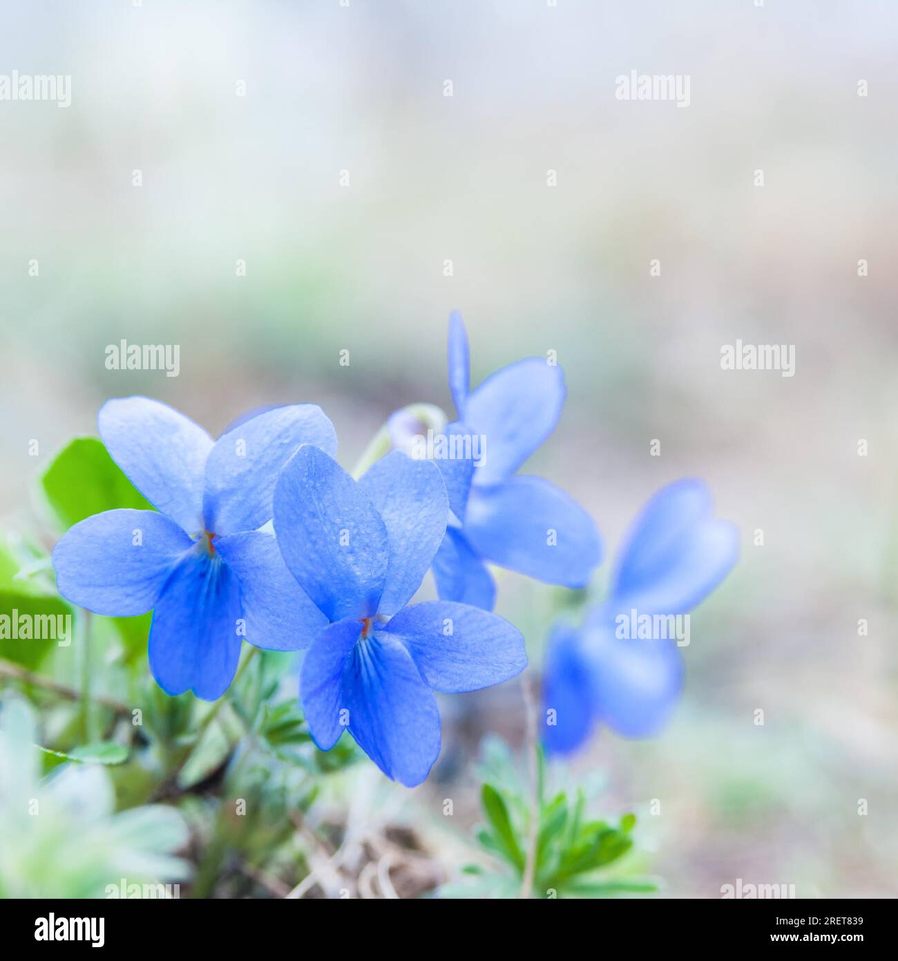 Fiore viola in primavera in fiore Foto Stock