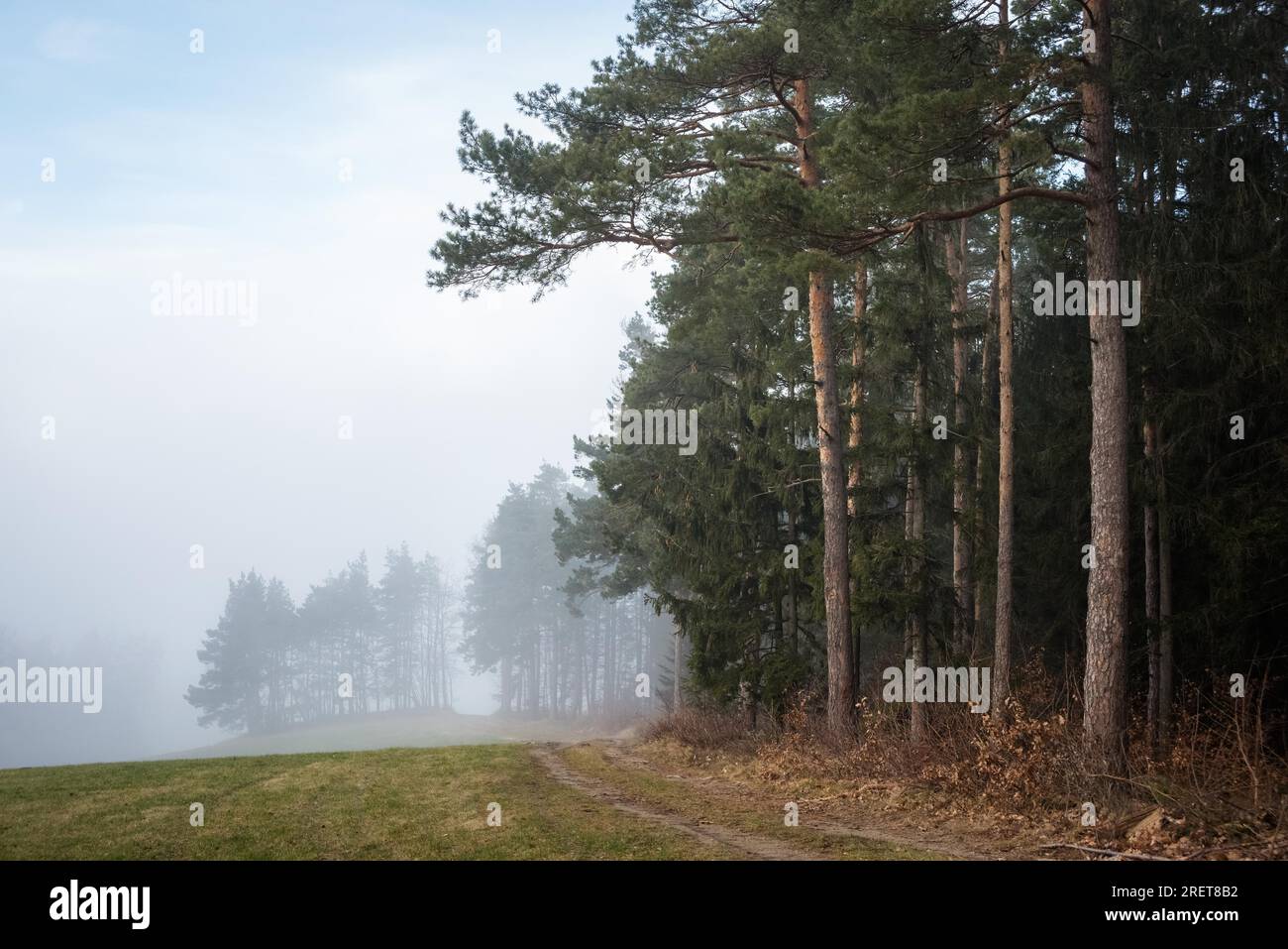 Bordo di una foresta con nebbia in lontananza in bassa austria Foto Stock