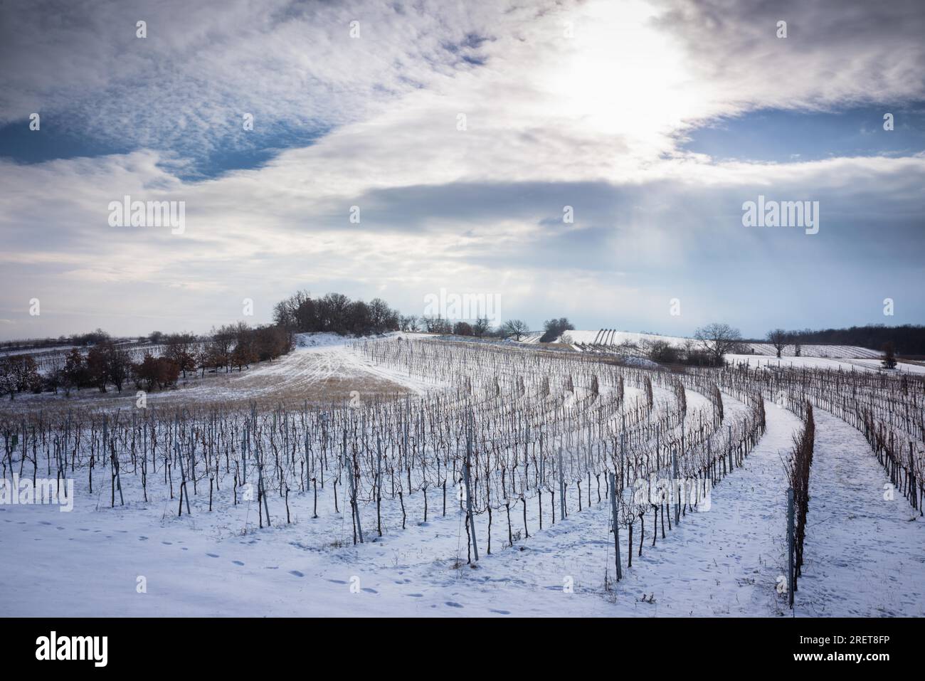 Paesaggio invernale con vigneto in Burgenland Foto Stock