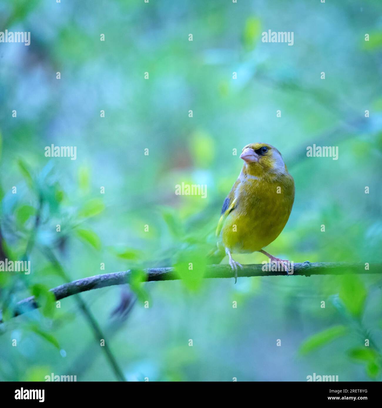 Verdfinch su un rametto Foto Stock
