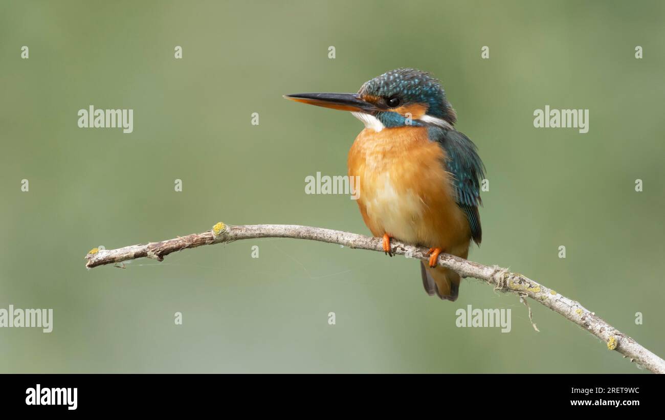Kingfisher Foto Stock