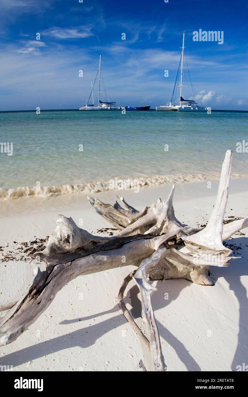 Ceppo di alberi e catamarani, Cayo Blanco, Cuba Foto Stock