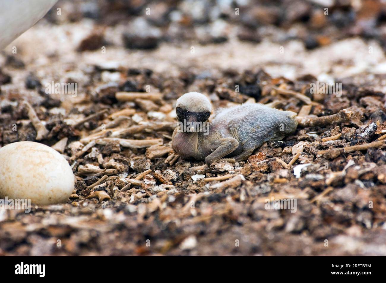 Nazca Booby (Sula granti), pulcino e uovo nel nido, isola Genovesa, Isole Galapagos, Ecuador Foto Stock