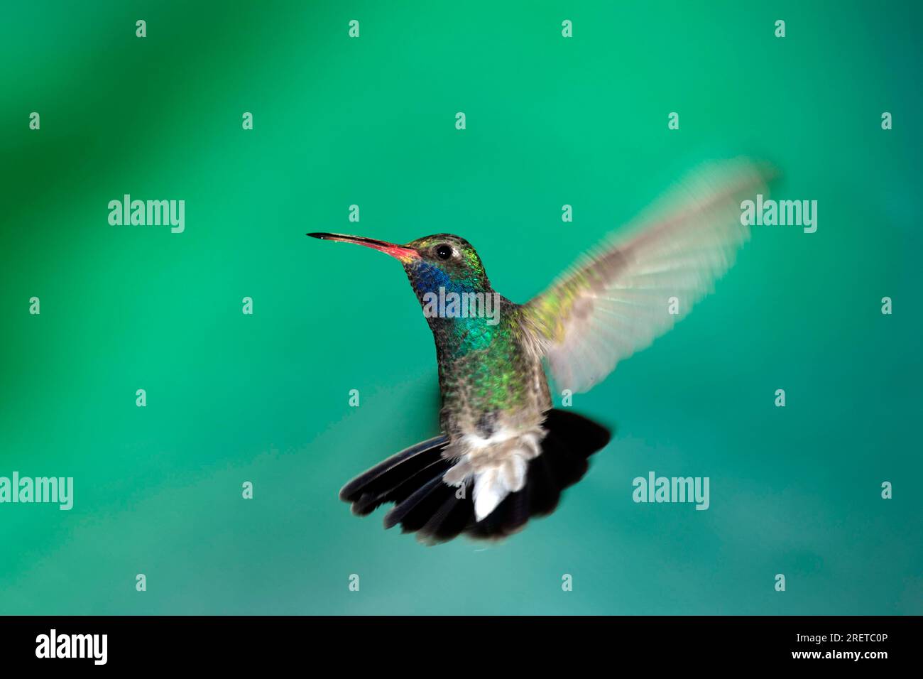 Colibrì a becco grosso (Cynanthus latirostris), maschio, Arizona, USA Foto Stock