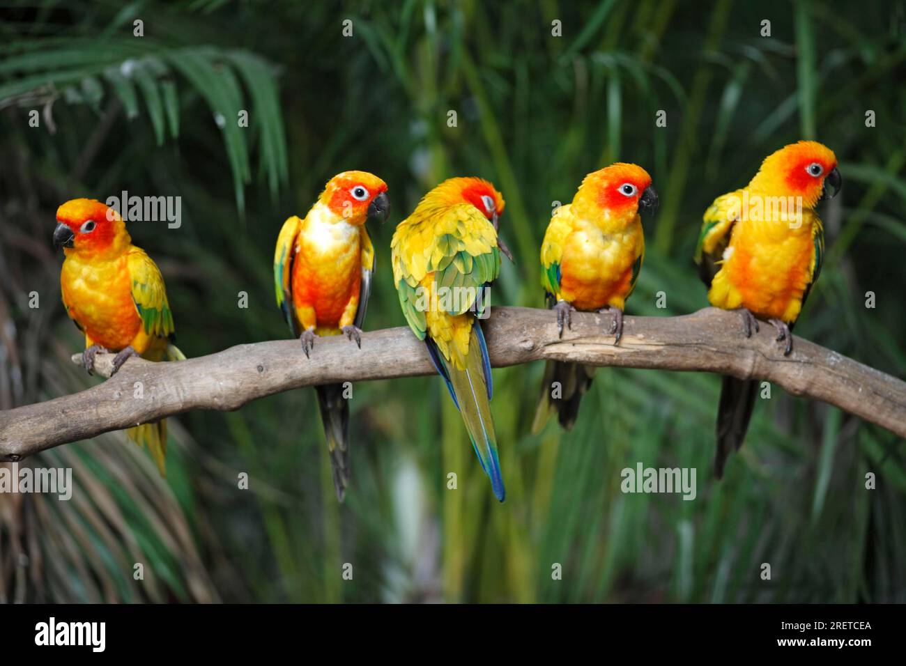 Sun Conures (Aratinga solstitialis), Sun Conure Foto Stock