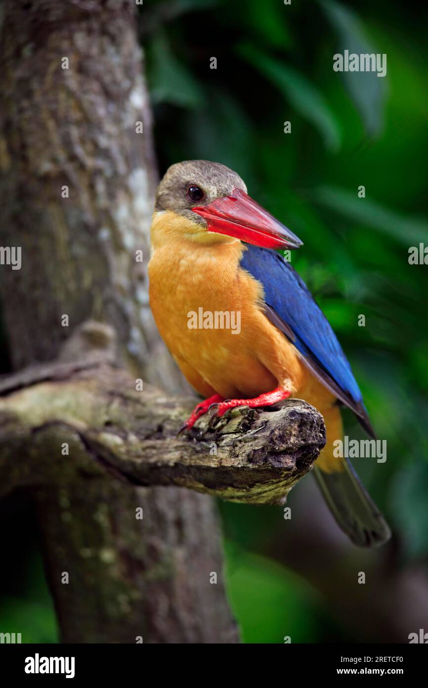 kingfisher (Halcyon capensis) a becco di cicogne, Kingfisher Foto Stock