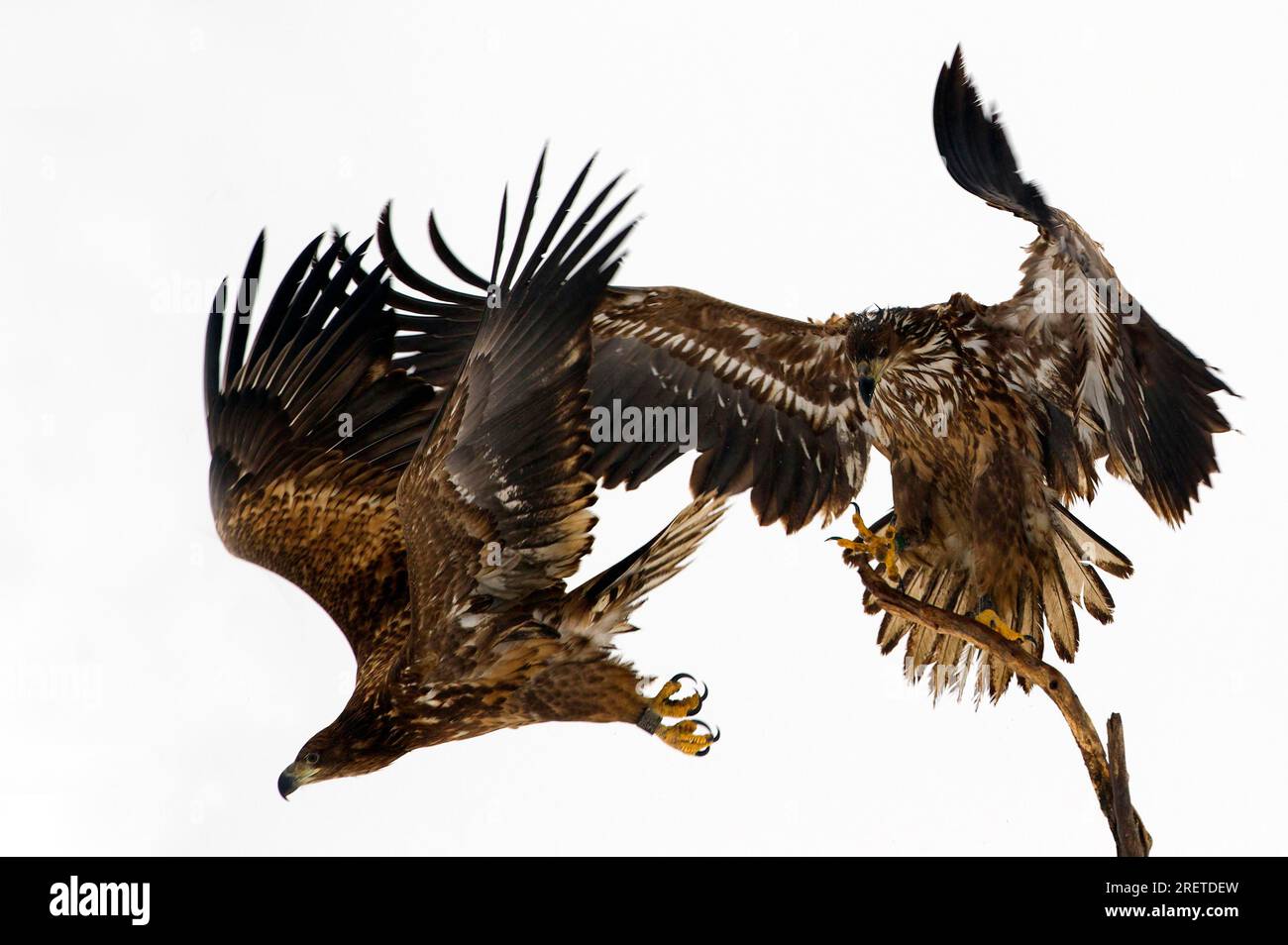Aquila dalla coda bianca che decolla in inverno, parco nazionale di Hortobagy Ungheria Foto Stock