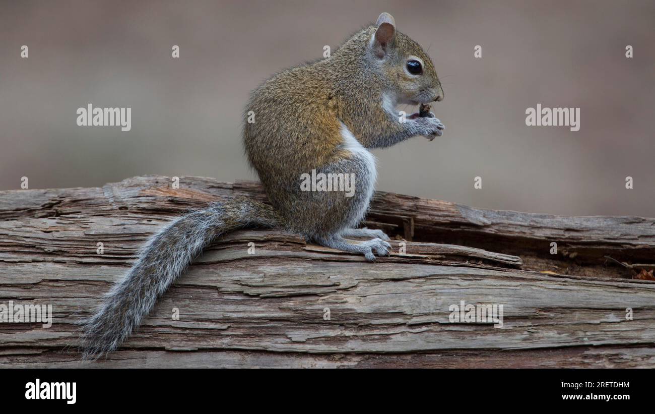 Scoiattolo grigio Foto Stock