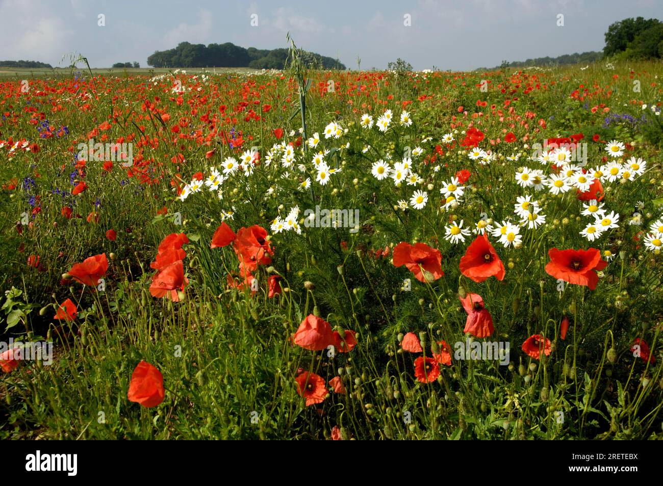 Fiori di papavero (Papaver rhoeas) e usura dei semi (Chrysanthemum segetum), Baviera, Germania Foto Stock