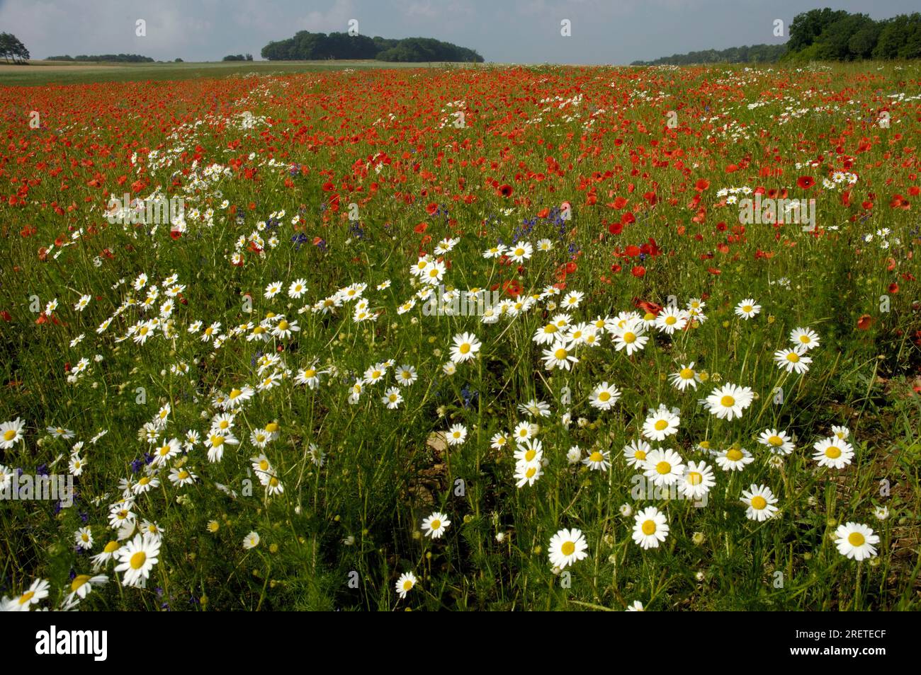 Fiori di papavero (Papaver rhoeas) e usura dei semi (Chrysanthemum segetum), Baviera, Germania Foto Stock