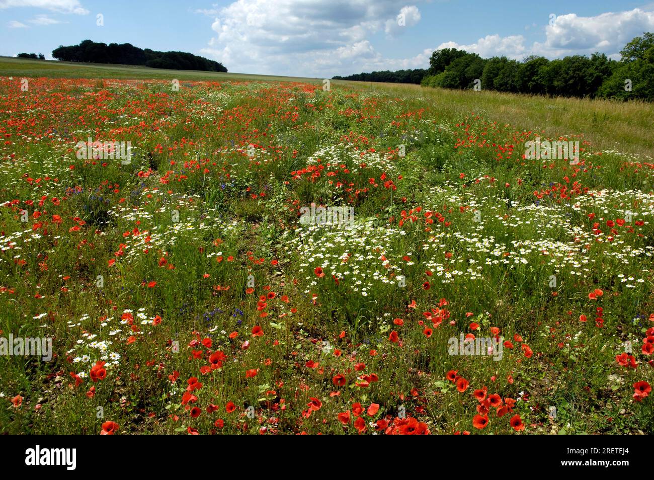 Fiori di papavero (Papaver rhoeas) e usura dei semi (Chrysanthemum segetum), Baviera, Germania Foto Stock