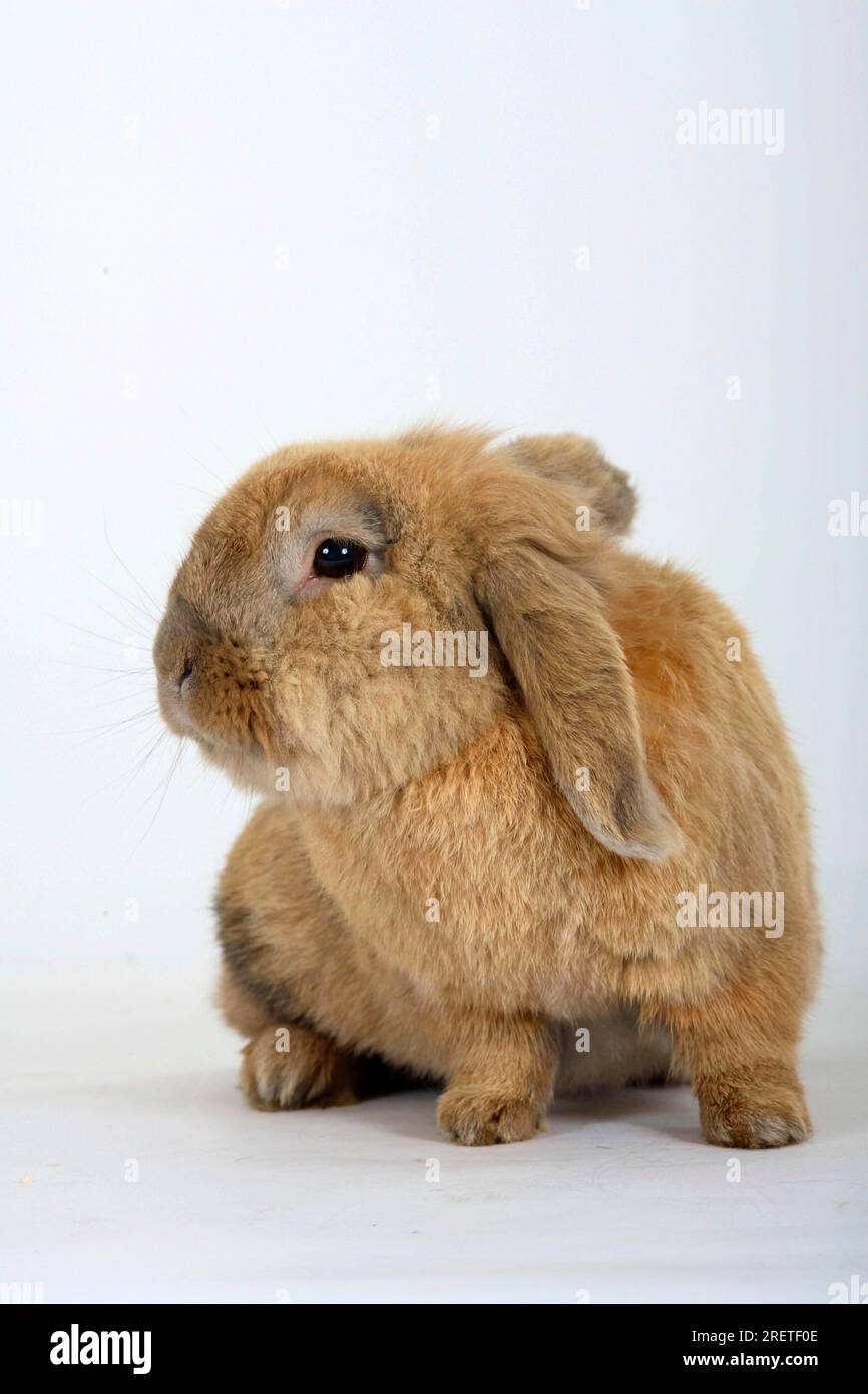 Coniglio dell'animale domestico Foto Stock