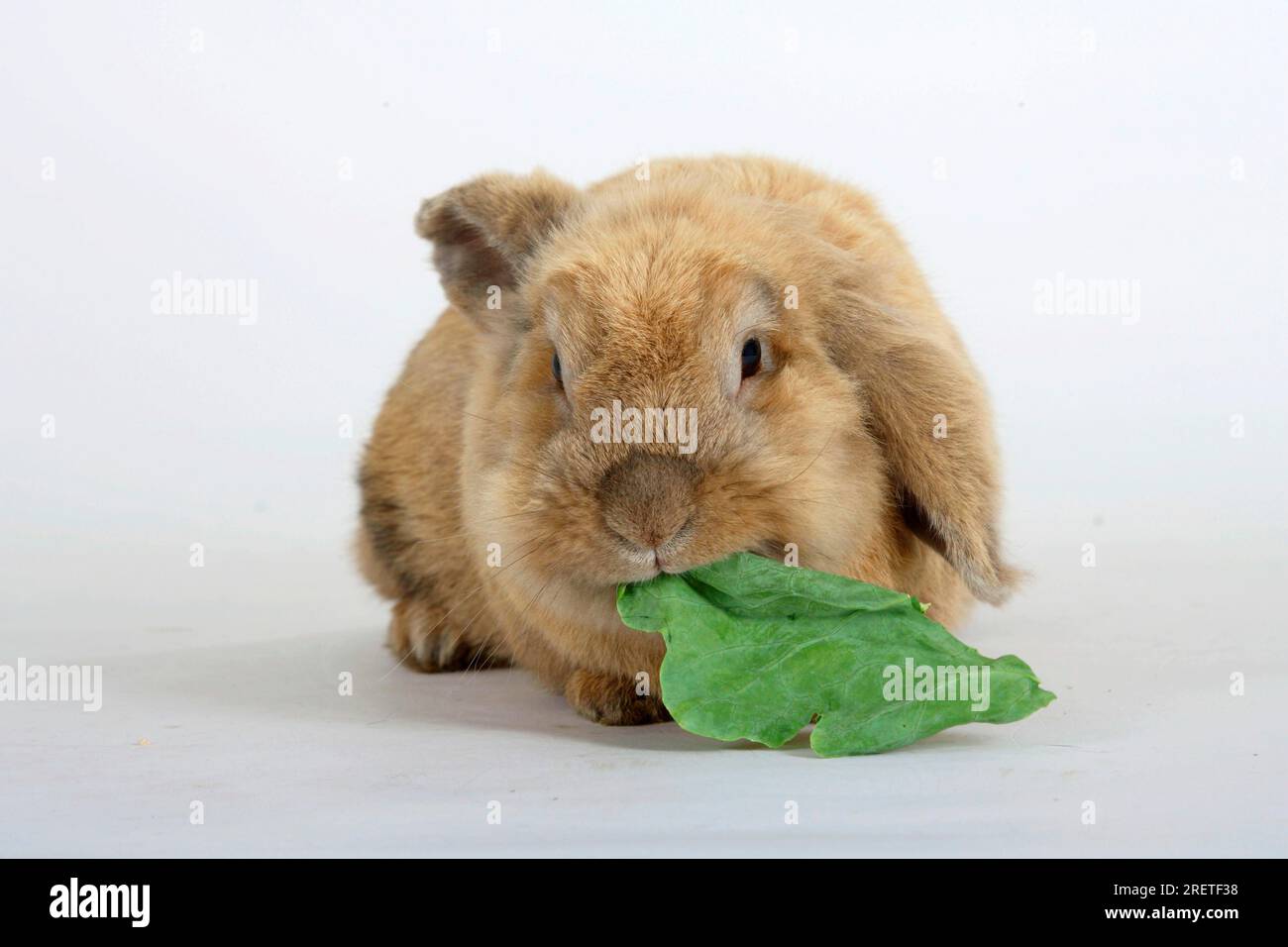 Coniglio dell'animale domestico Foto Stock