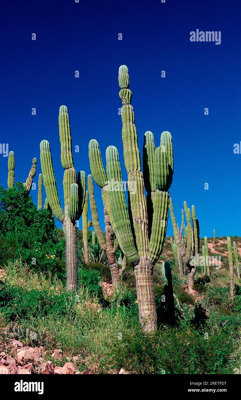 Cardon cactus, il gigante messicano cardon (Pachycereus pringlei), Baja California, Messico Foto Stock