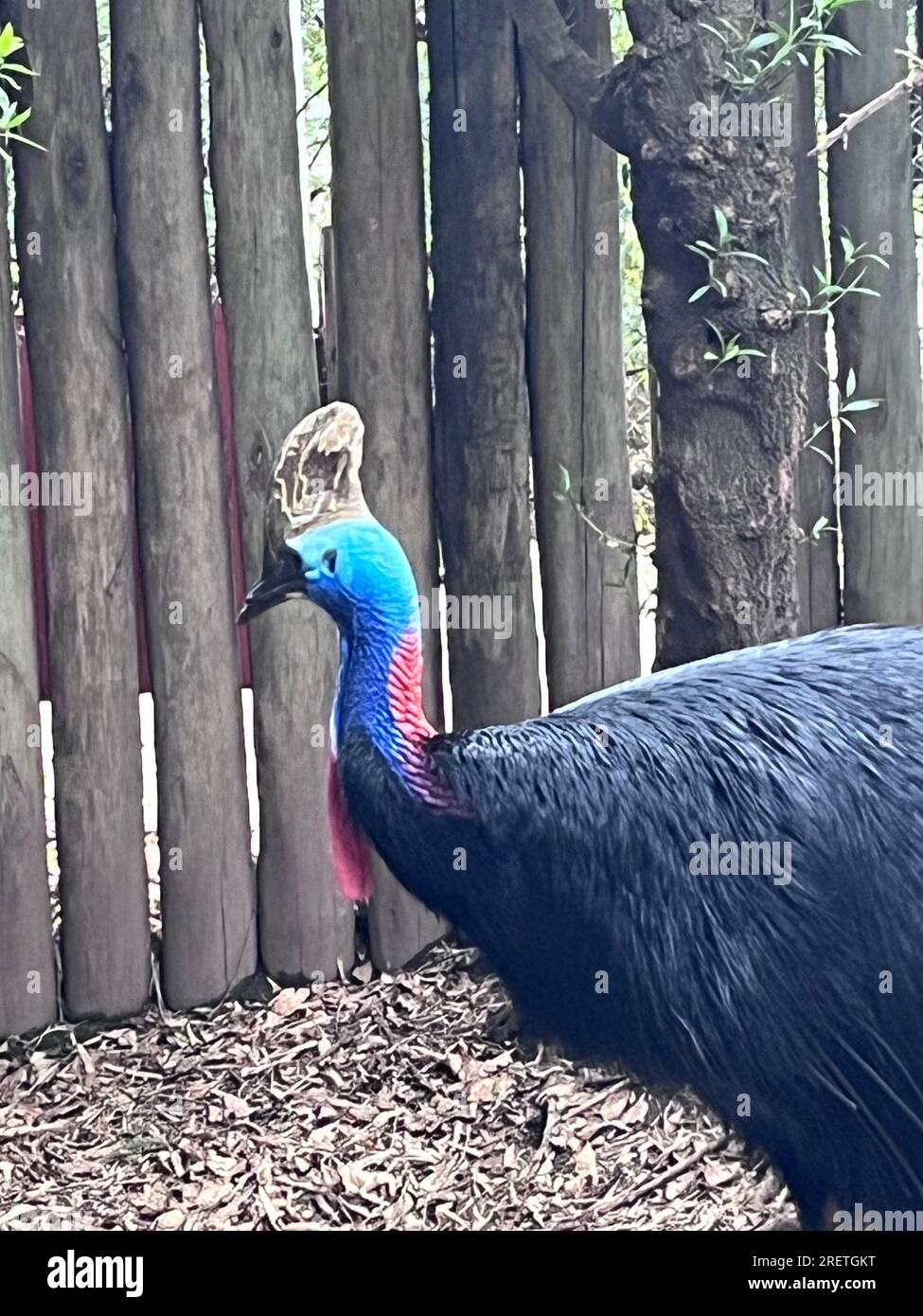 primo piano di un uccello casuarius casuarius Foto Stock