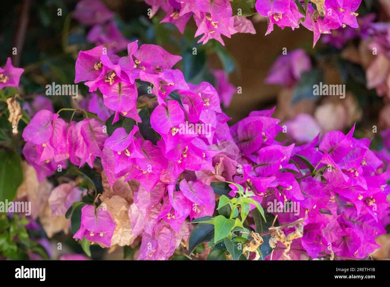 Dettaglio di bouganvillea che decora l'ingresso di una casa di campagna. Foto Stock