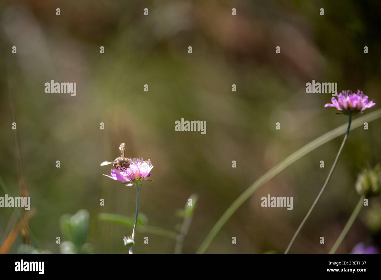 Api che raccolgono polline dai fiori durante la primavera ai piedi della Sierra Cantabria, Rioja Alavesa, Paesi Baschi, Spagna. Foto Stock