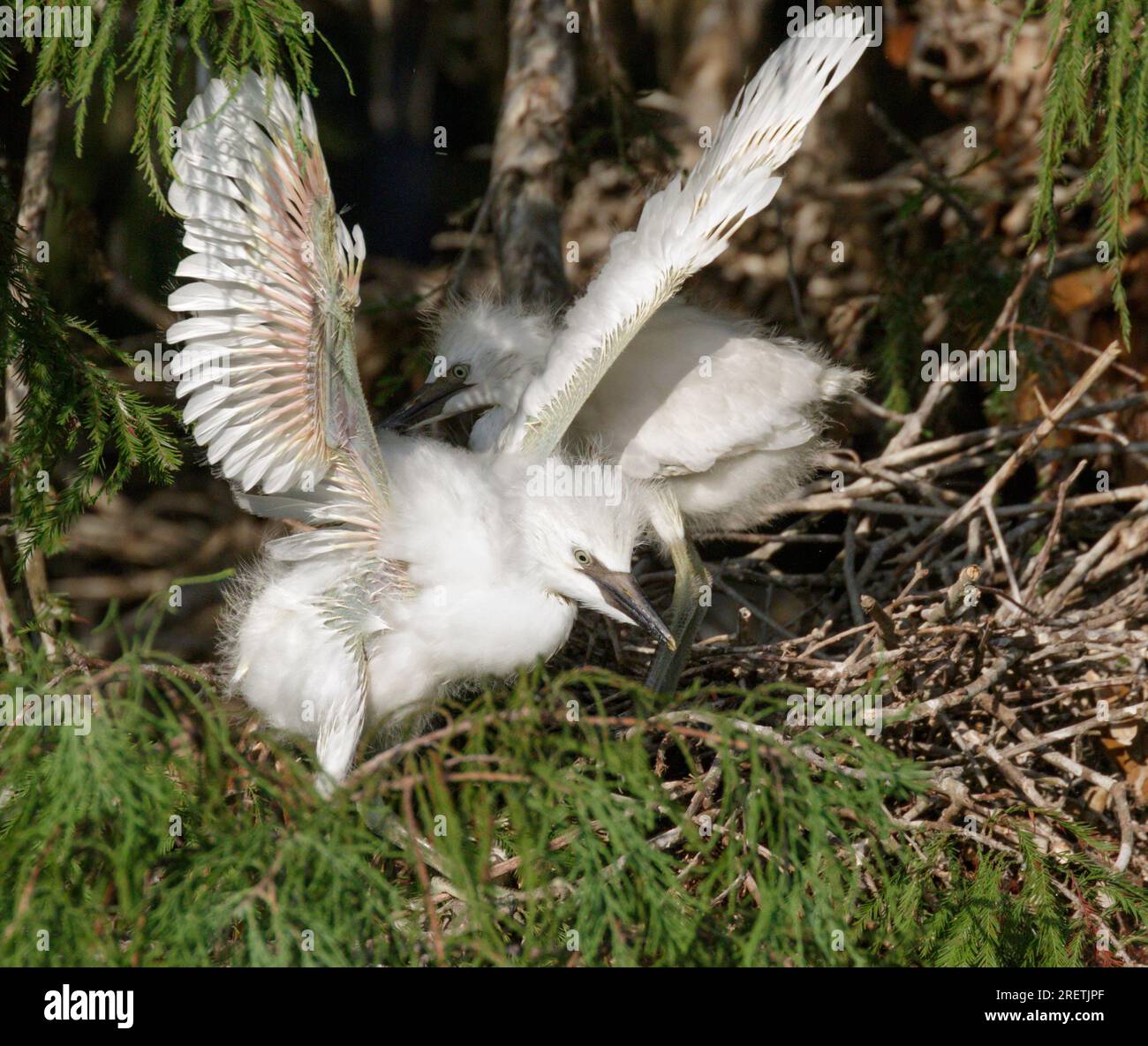 Fai un giro nel nido dell'egret di bestiame (Bubulcus ibis), allenando le ali, zona di Houston, Texas, USA. Foto Stock