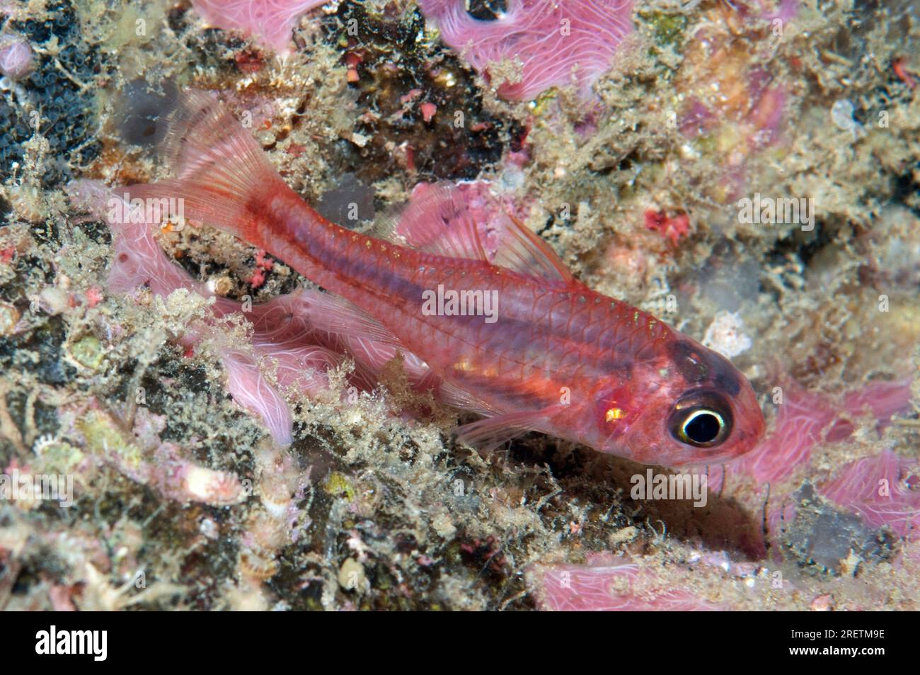 Darktail Cardinalfish, Apogon seminigracaudus, molo Saonex, stretto di Dampier, Raja Ampat, Papua Occidentale, Indonesia Foto Stock